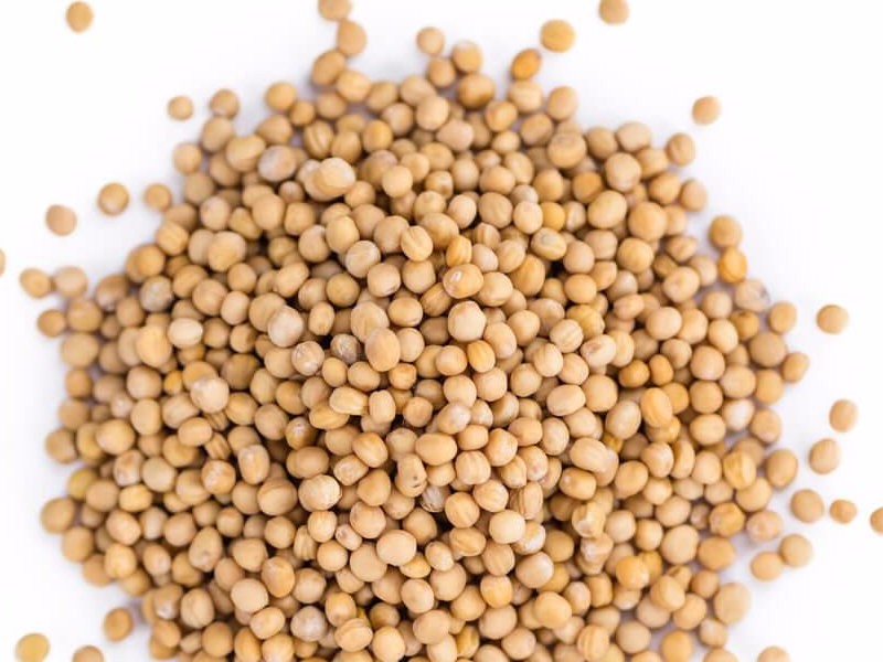 Hořčice bílá celá